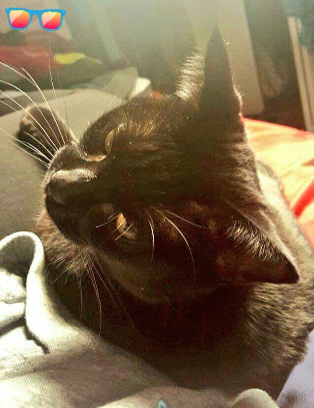 BikeIndstryWife's tweet photo. My therapist for daily Light Therapy sessions #TriAgainProject #SeasonalAffectiveDisorder #MentalHealthMatters #BlackCats #Hashtag https://t.co/i72y4nDCw8