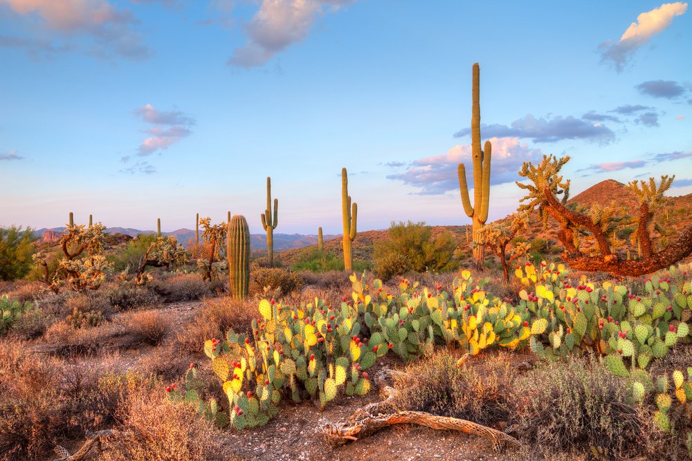 BrooksCompanies's tweet photo. Why are you spending your winters in the cold when you could be here? 40 acre parcels are starting at $31,800! https://t.co/QSiuSFIUSN #land https://t.co/Eq7XUxzwxr