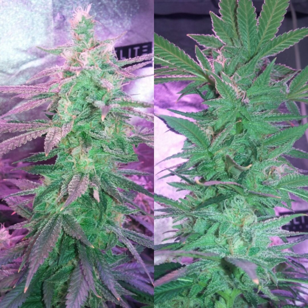OGF_Life's tweet photo. @DeliciousSeeds Once again I have frosted out your Genetics. #DeliciousCandy #OGF #OGA #GrowUp # @RockNutrients look what that resinator do. https://t.co/cIJE76csNq