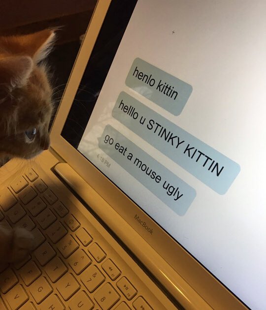 BryanKnewtson's tweet photo. Only pussys get cyber bullied. #cyberbullyyourcat #dontbemeantocats
#catsarepeopletoo https://t.co/ddEqWNNhQd