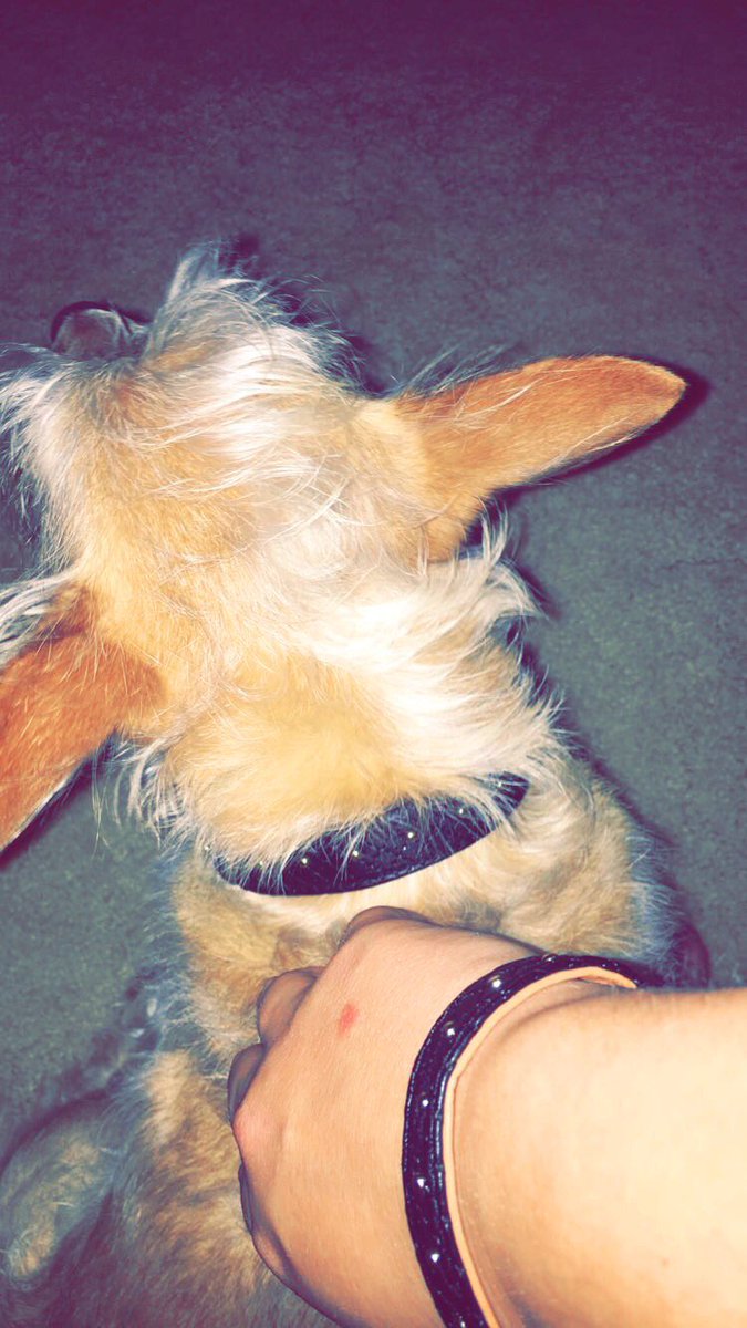 LeanneSettle's tweet photo. Got my Friendshipcollar in today! Thank you again #TeamDanyelle @danyellebrookey for my gift! Me &amp; Neuton love it!! #GirlsBestFriend 🐶💙 https://t.co/8FyGcFHmyl