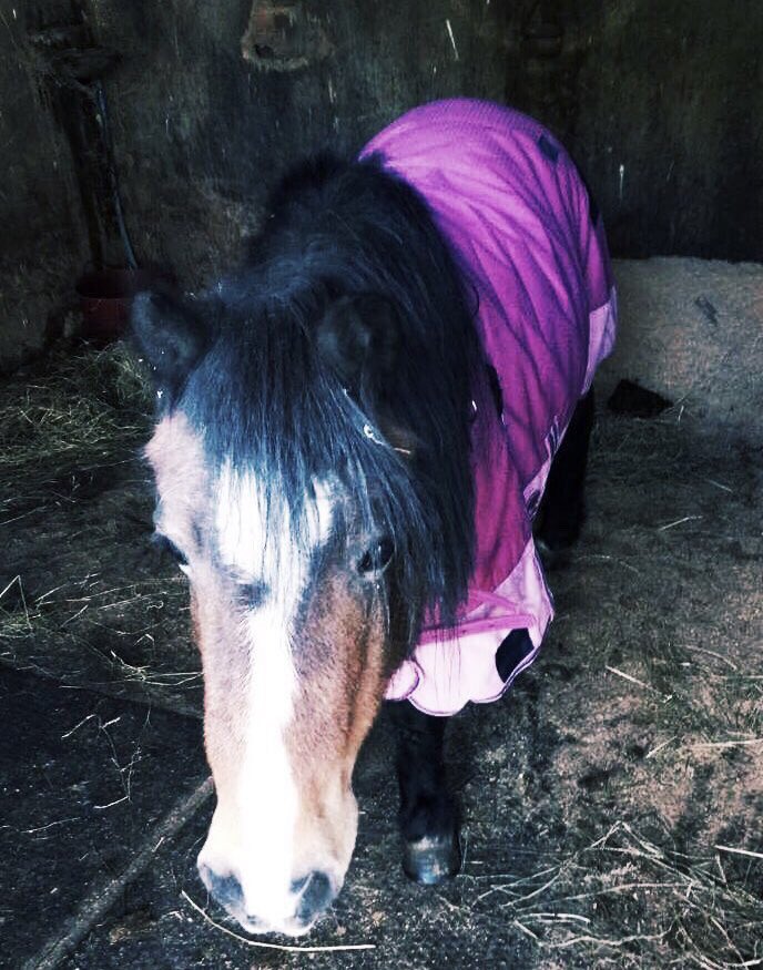 IrishAgent's tweet photo. And though she be but little, she is fierce!  "Annie power"😇😇❤️❤️#Penhills #anniepower #pjslittlepony #mylittlepony https://t.co/l13eTC1VBm