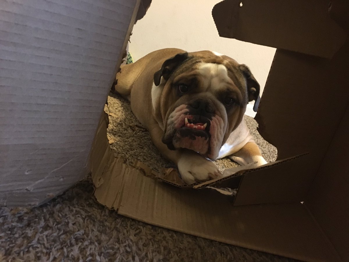 stephbump's tweet photo. Heeerrreeesss Gussy...#jackdoesitbetter https://t.co/0asUXFcY9v