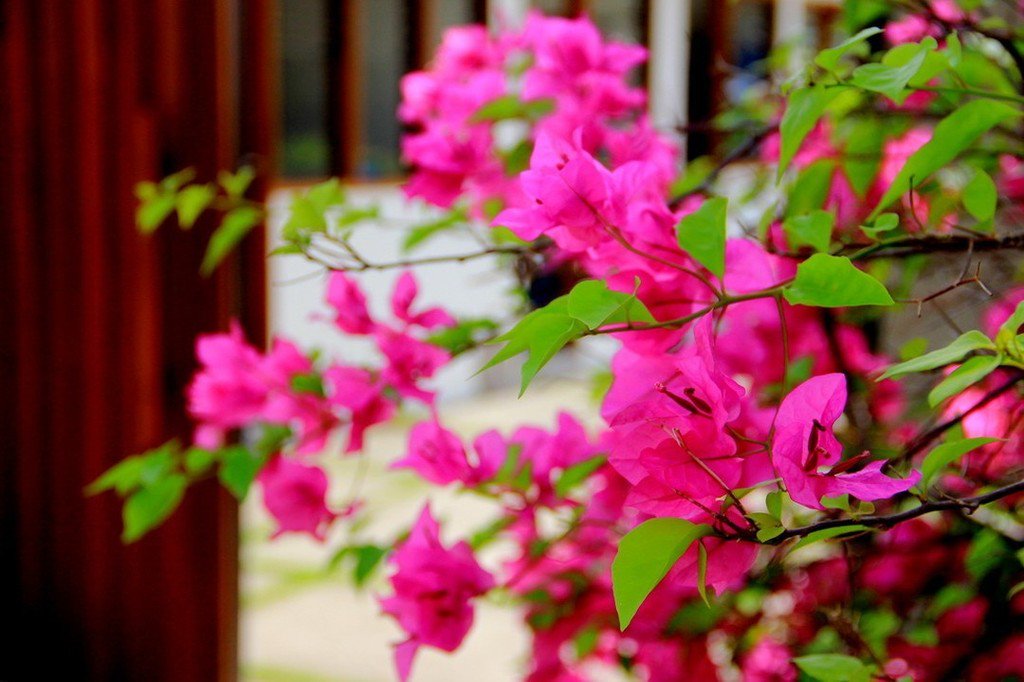 BaliLandscapeCo's tweet photo. Add blooms to your garden with beautiful tropical flower 
#bali #balilandscapecompany #bal… https://t.co/qEEzAZpTKO https://t.co/RUKvF8Ll3b
