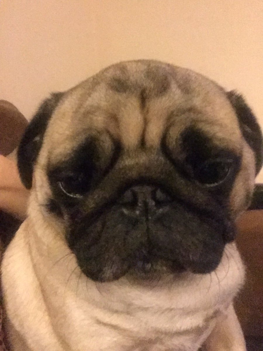 Chester_da_Pug's tweet photo. My look this evening #pugpout https://t.co/C0uaBSgEFd