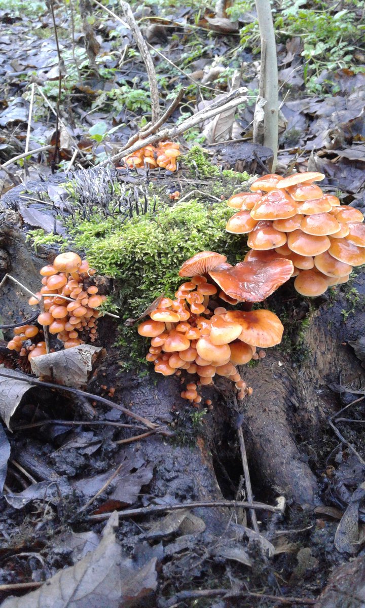 wildcityedu's tweet photo. Funky #fungi @FoTHCP #UrbanWildlife #conservation #TowerHamelts #MileEnd #EastLondon https://t.co/D4hqkdcycy