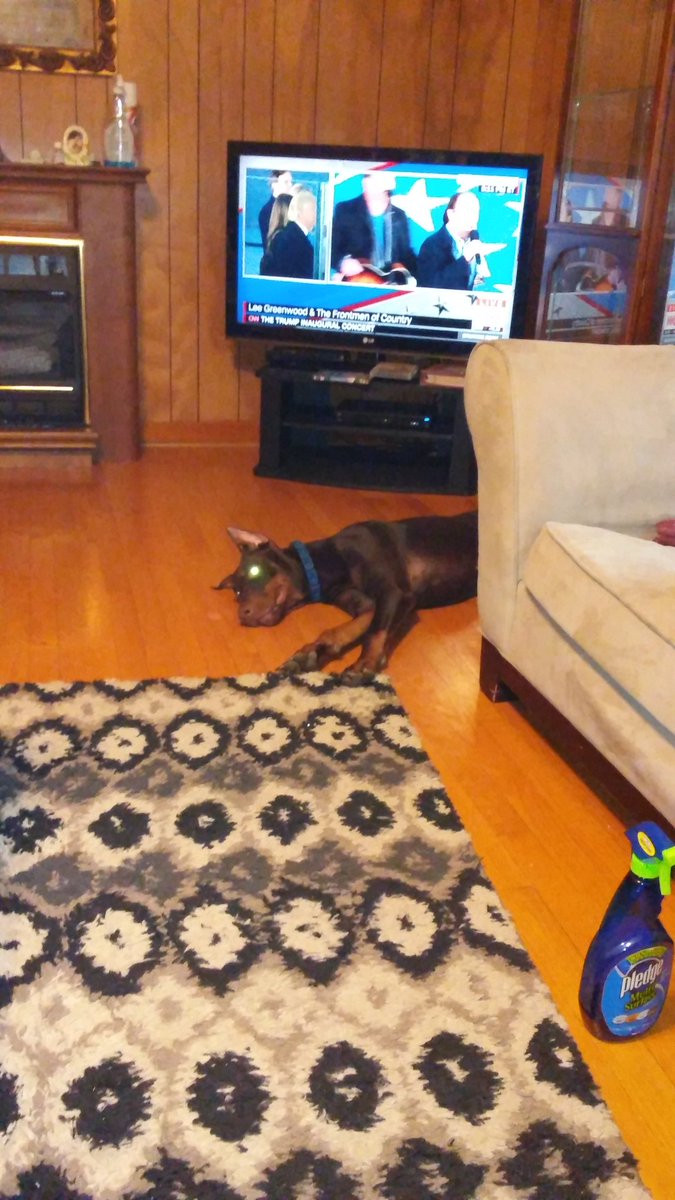 DrewV_22's tweet photo. You tired bro? @MaineDobieMom @Dobermanfans https://t.co/Thka0oRqlk