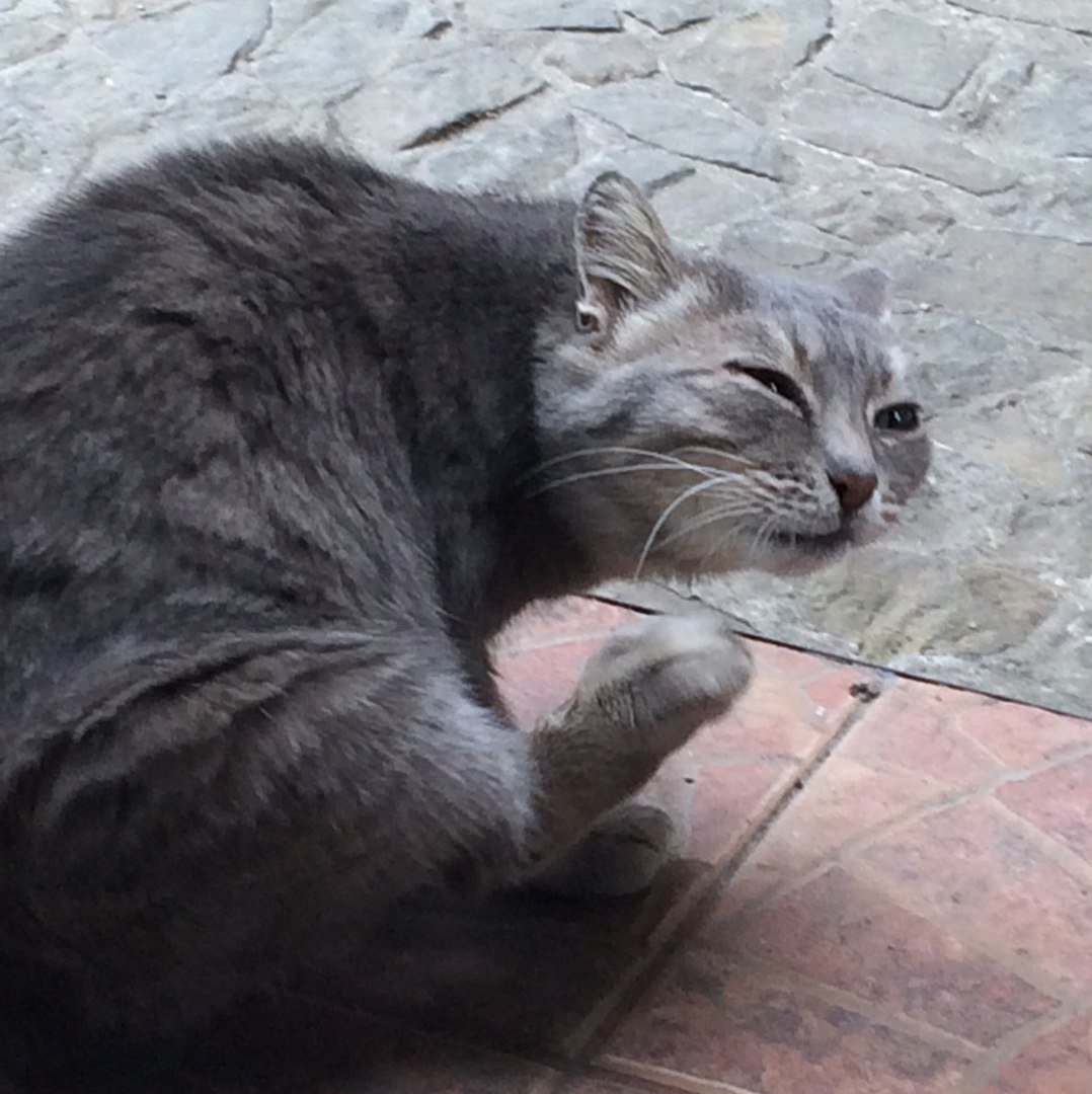 kostyacosmo's tweet photo. =^-_-^= https://t.co/S8fALk6pqP