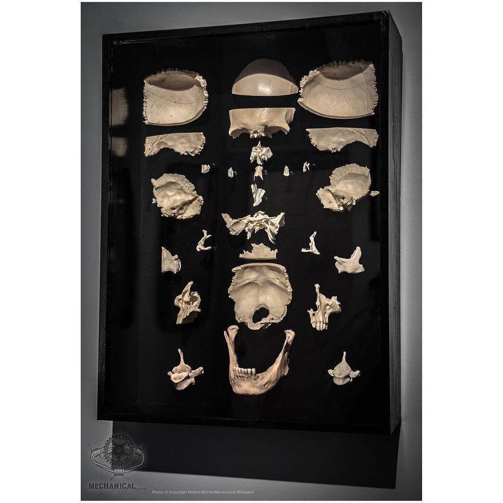 MechWhispers's tweet photo. Finally got to finish mounting this. #humanskull #explodedskull #beauchene @ryanmatthewcohn … https://t.co/2ubTu2niml
