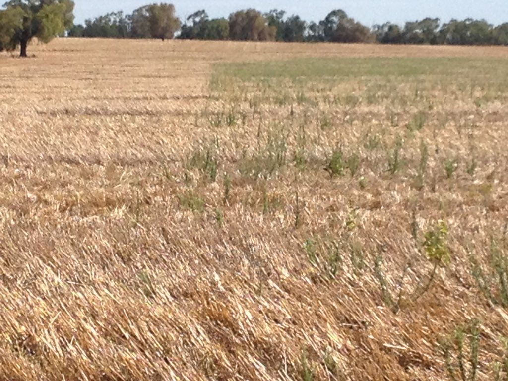 woodview01's tweet photo. L Paradigm + LVE Agritone in crop. R didn't get sprayed. Green plants are fleabane. @bakeragad https://t.co/wxFKAihjXZ