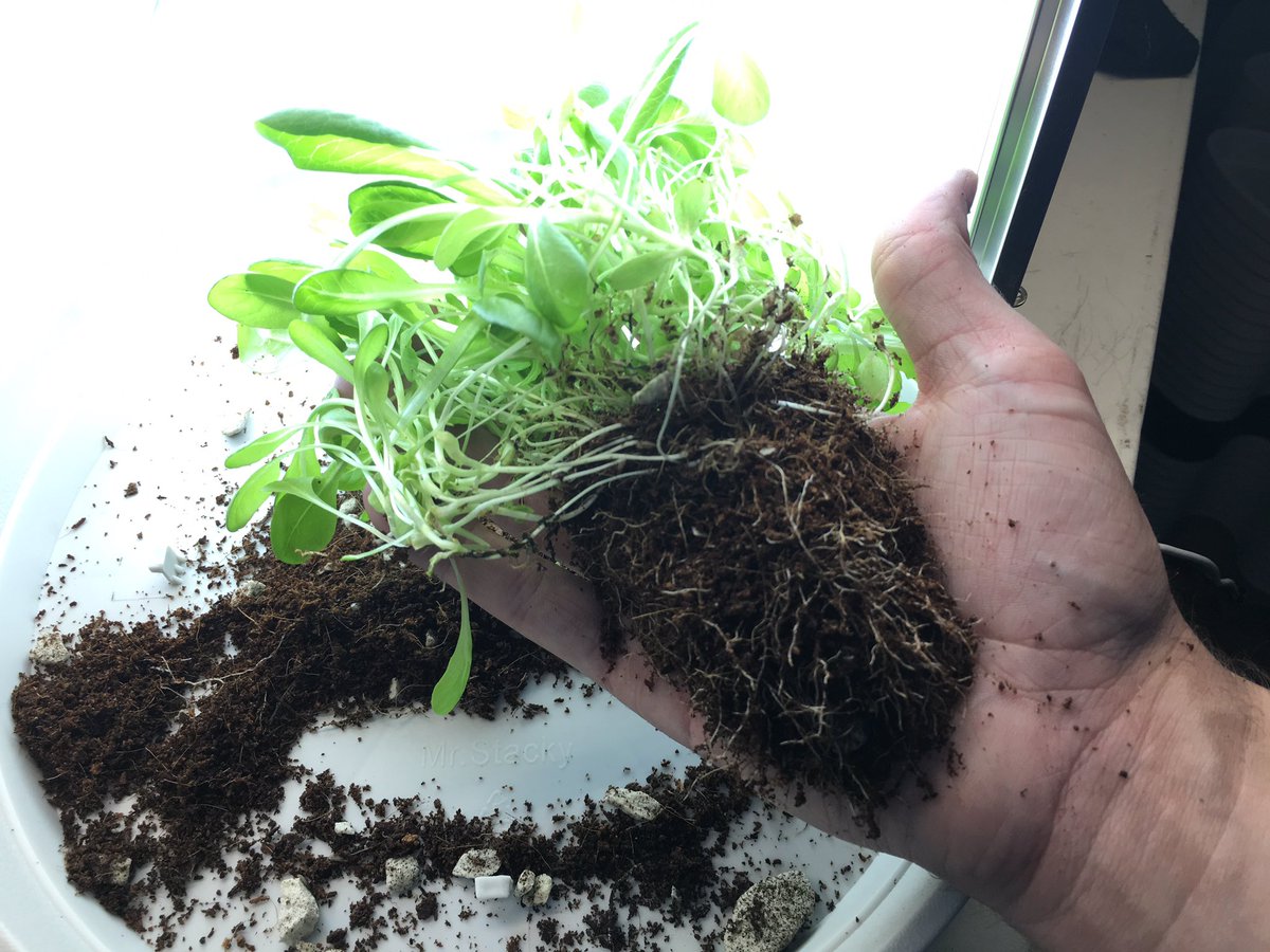 Mr_Stacky's tweet photo. Coco / Growstone Mix - Growing Lettuce - Day 18 - #lettuce #mrstacky #Hydroponics https://t.co/zQDEL5Z2EL