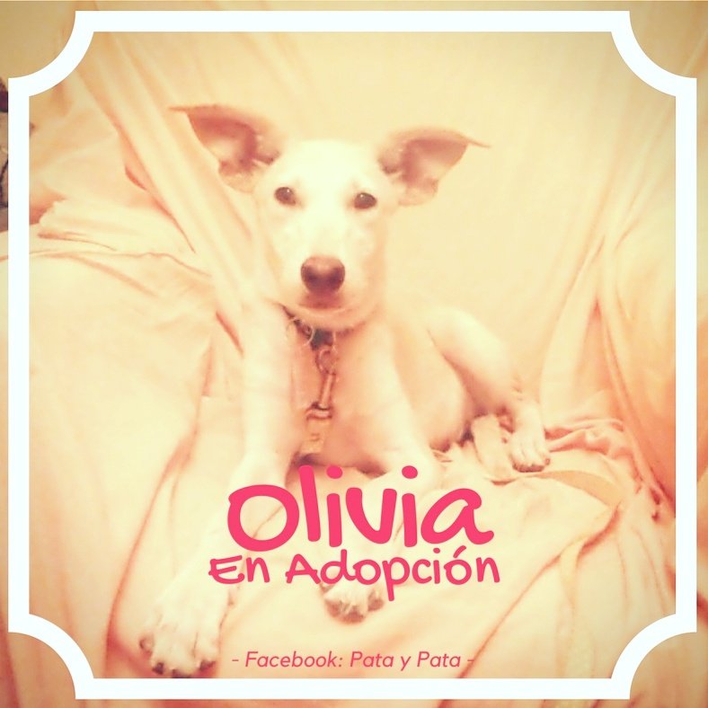 pataypata's tweet photo. #BombonaOlivia de casi 5 meses está en adopción en #pataypata. @elcampito @refuasis @pataypata https://t.co/7tbq4JgqVL