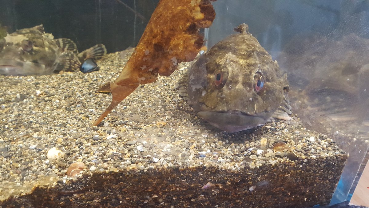 haaayharm's tweet photo. #eyeballin @SeacoastSciCtr https://t.co/cebtZh52iF
