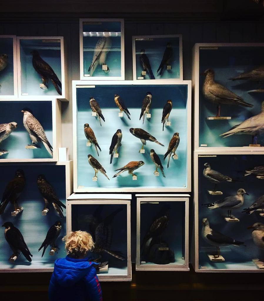 Jack_Caffrey's tweet photo. Birds of a feather at the Dead Zoo, Dublin.
#outofthephone
#mpnselects
#🐦 https://t.co/o1ZzVLn7RN https://t.co/VQ5mTi5gHw