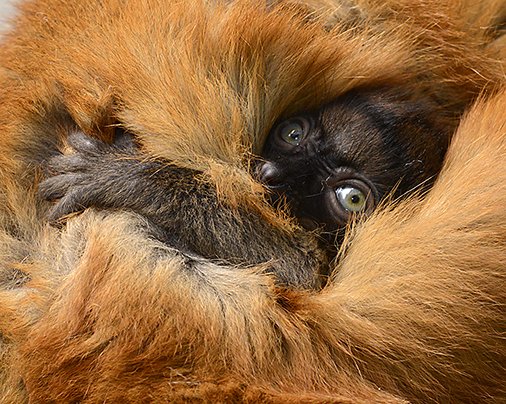 Duke Research & Innovation (@dukeresearch) on Twitter photo More than half of all #primates face an 'alarming' decline. Can it be halted? ow.ly/DU9X308anNz <a href="/DukeLemurCenter/">Duke Lemur Center</a> More than half of all #primates face an 'alarming' decline. Can it be halted? ow.ly/DU9X308anNz <a href="/DukeLemurCenter/">Duke Lemur Center</a>