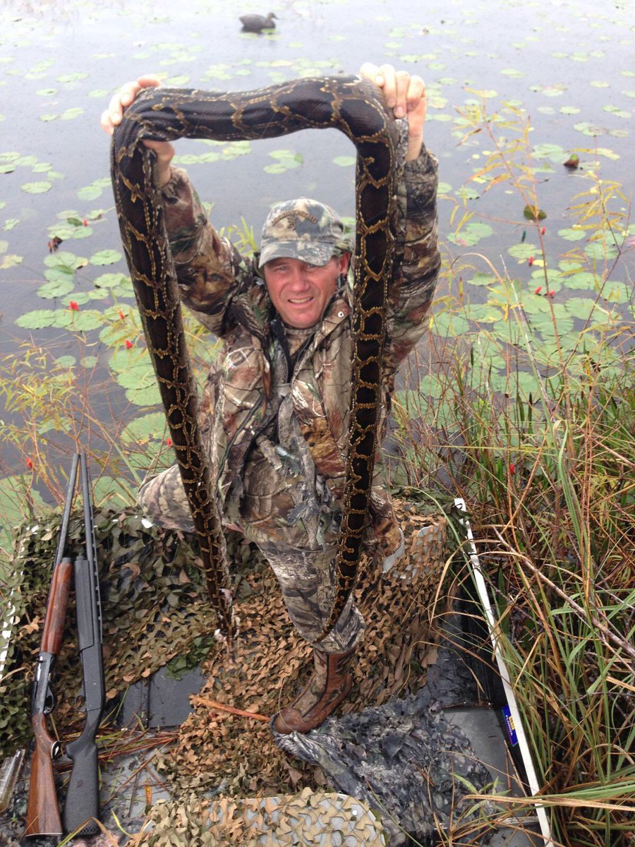 RodnBarrel's tweet photo. Outdoor sportsmen in Florida are encountering more and bigger #pythons with dire consequences for the snake #killonsight #exoticspecies https://t.co/W3dgjgPoxq