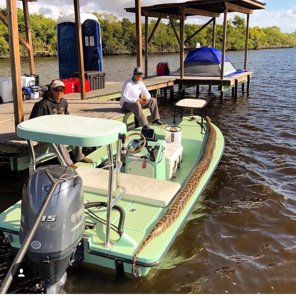 RodnBarrel's tweet photo. Outdoor sportsmen in Florida are encountering more and bigger #pythons with dire consequences for the snake #killonsight #exoticspecies https://t.co/W3dgjgPoxq