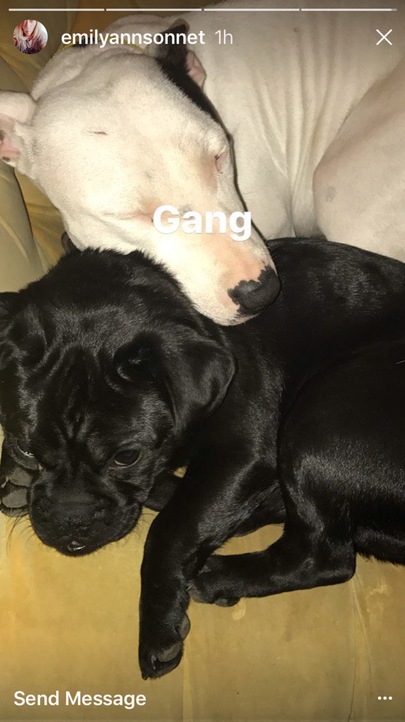 ngrimcomm's tweet photo. Too cute. Via Emily's IG story. #sbtwitter #pigtwitter https://t.co/FZtrb7r2B2