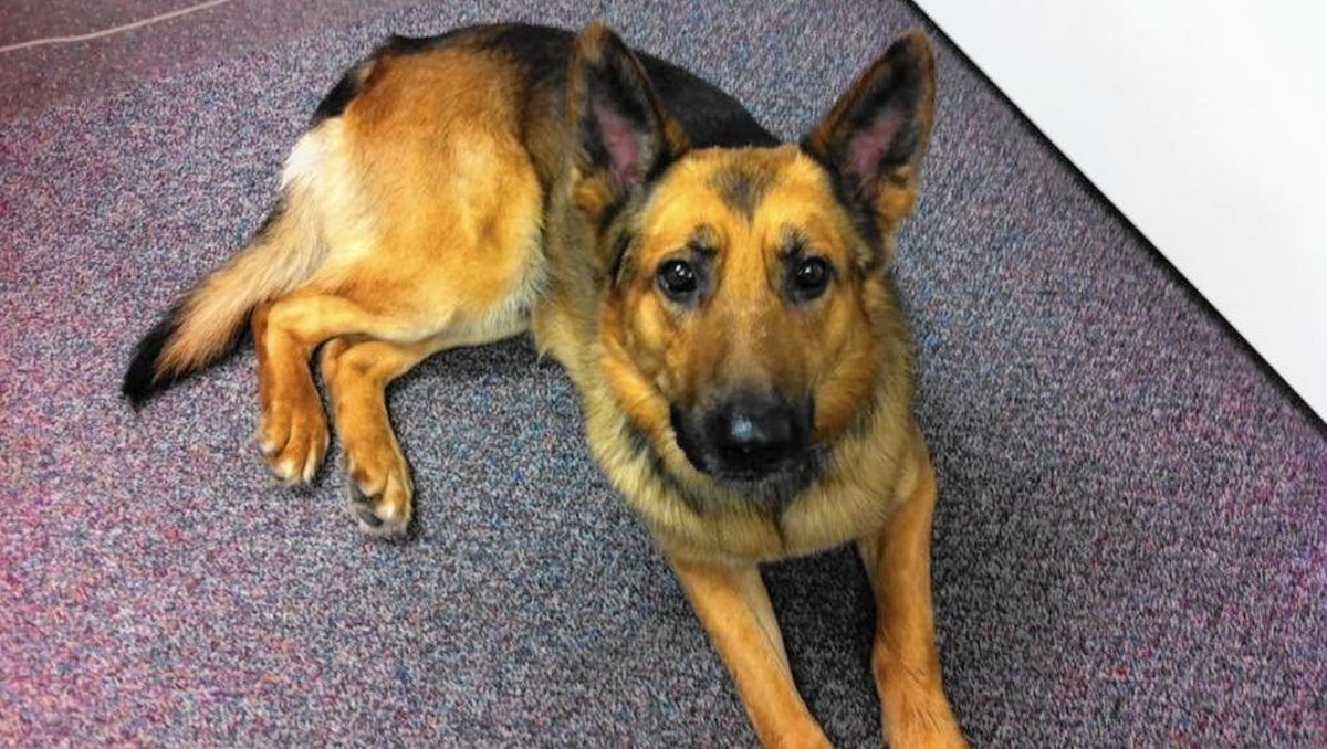 PostTrib's tweet photo. Sheriff says there's no doubt that police dog shot in Gary saved officer's life: "He's a hero, absolutely" https://t.co/Glt1kwhXd8 https://t.co/1VAVGMZnut