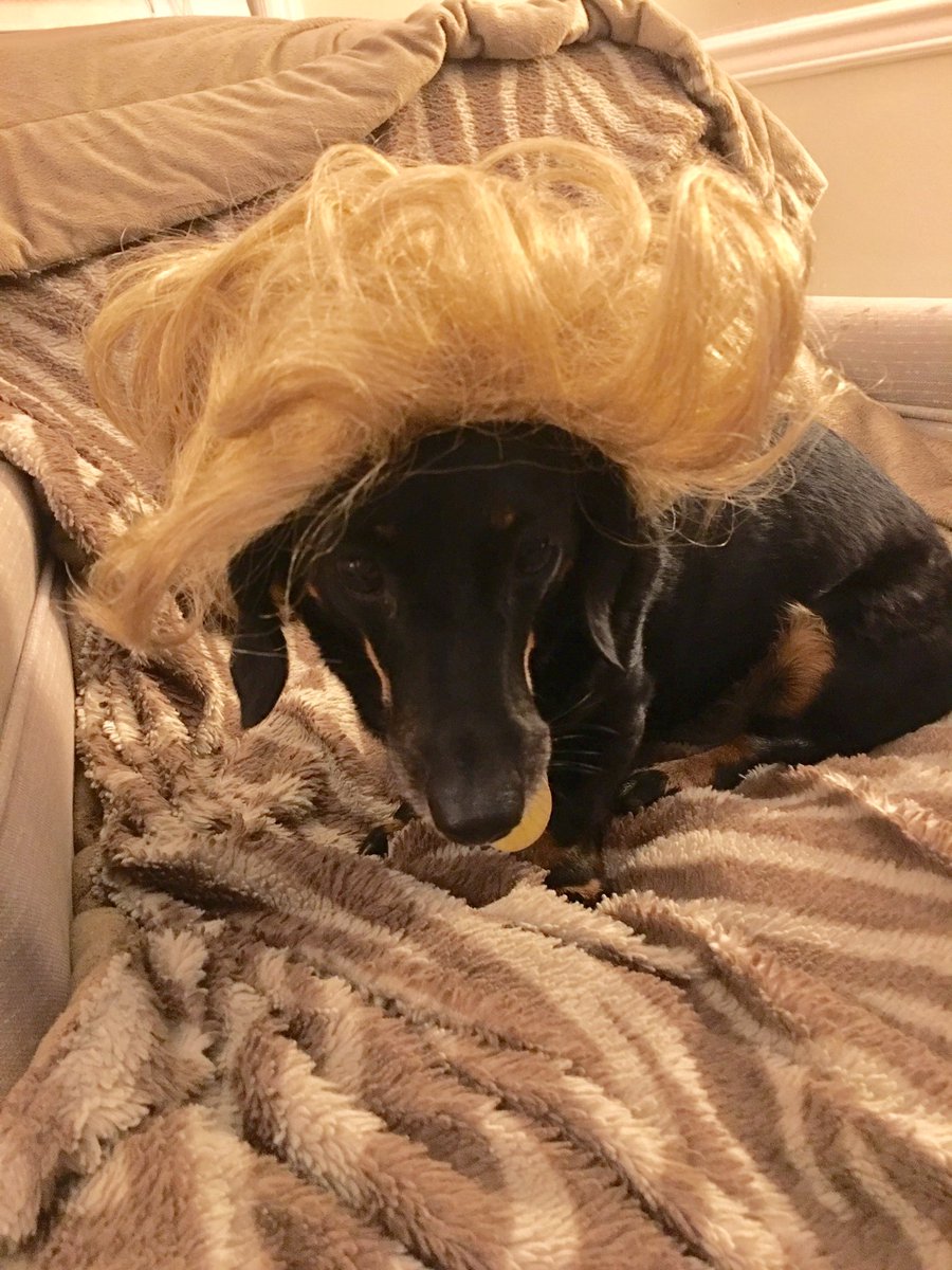 mbat007's tweet photo. Pepper wearing Trump hair for pre-inauguration stuff. #Inauguration #inaug2017 #InauguralConcert https://t.co/OQkvBbluuV