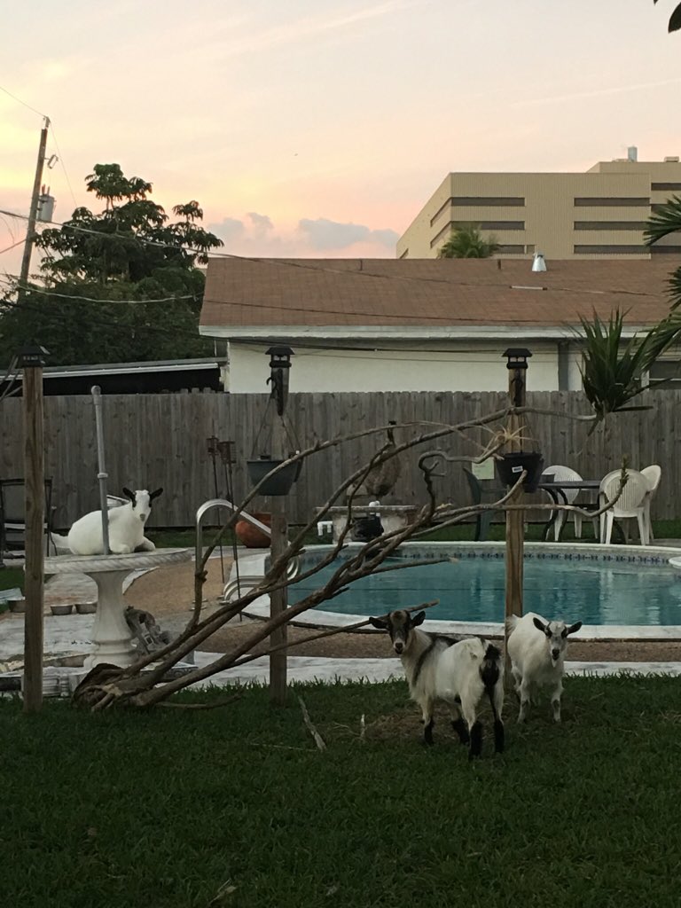 rooks_sam's tweet photo. what my future back yard will consist of https://t.co/sMuWx7LNMJ