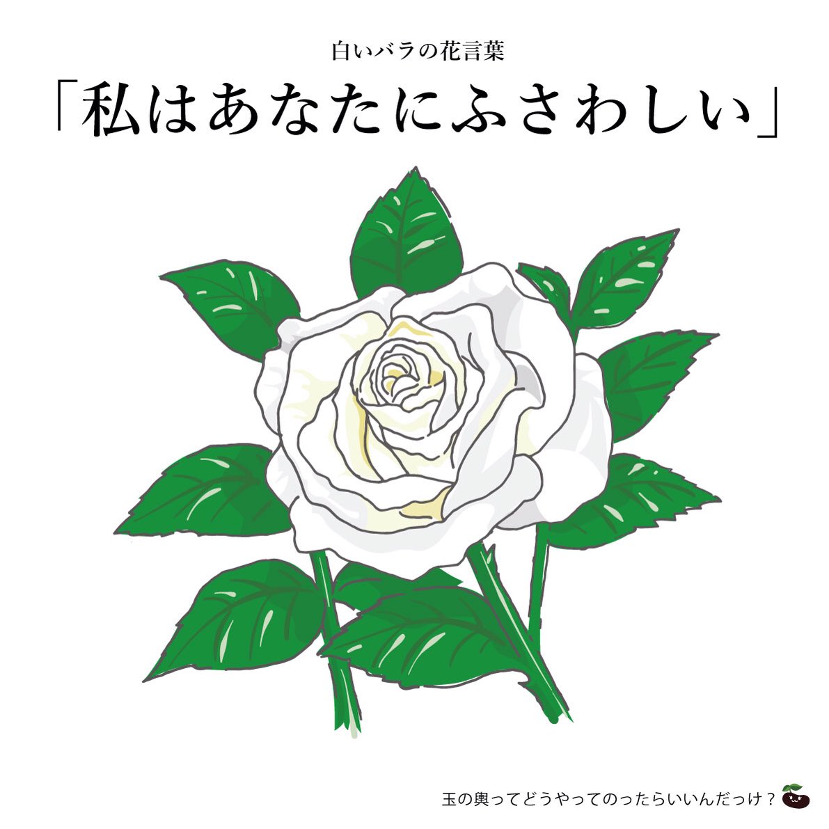 はな言葉 葉菜桜花子 新作ドレスできました きょう1月日は 玉の輿の日 明治38年のこの日 アメリカの大富豪j P モルガンの甥と祇園の芸妓お雪が結婚 日本のシンデレラ と呼ばれたお雪の三周忌にパリ市から京都市へ新品種の白いバラ ユキサン