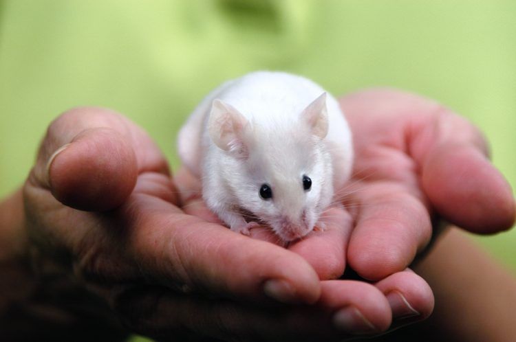 ArKfund's tweet photo. A #mouse can make a great #pet, but make sure you know how to care for them first: https://t.co/dbVVrkUWJo #mice #pets #petcare https://t.co/addGUDJ126