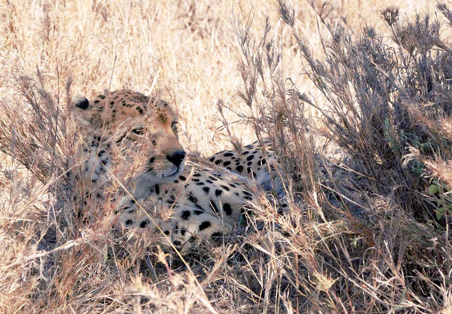 <a href="/SegeraRetreat/">Segera Retreat</a> Lovely sunset cheetah sighting ...