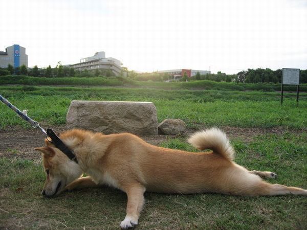 あきらてんちょー 柴犬の拒否体制好き T Co Niahurmdkh Twitter