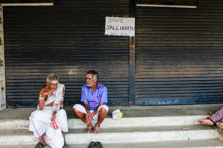 dhanyarajendran's tweet photo. Explainer: Can Tamil Nadu government’s ordinance on jallikattu stand legal scrutiny?  https://t.co/0jGxugKeUB https://t.co/NQytdMYnIp