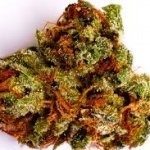 Photo by Buds on Wheels OC (@budsonwheelsoc)