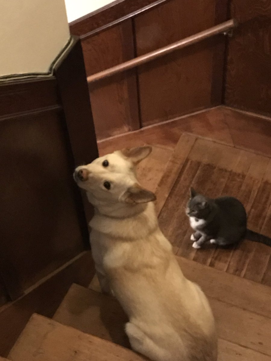 gogithedog's tweet image. i&apos;m fucked