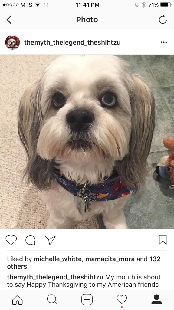 leanney44's tweet image. agreed!You should follow my dog Tucker on IG.Hehe😘❤👌🏻 themyth_thelegend_theshihtzu 😎 love you on The Challenge and in general