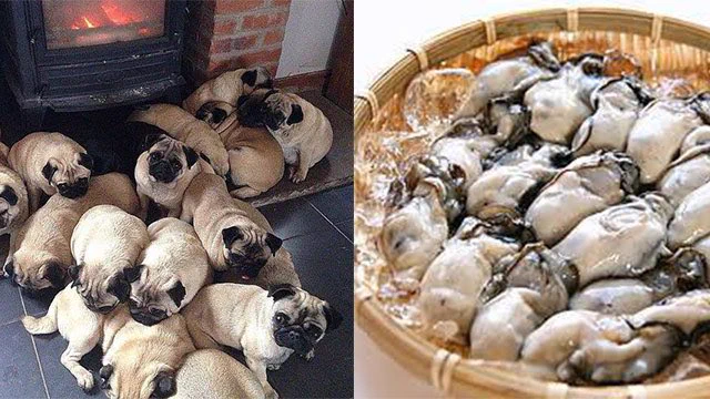 「牡蠣ってパグににてる」何言ってんだコイツと思って牡蠣見たらパグだったｗｗｗ
