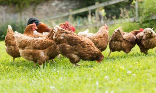 allselfsustaine's tweet photo. 10 Ways To Upgrade Your Chicken Coop https://t.co/jcsjR3G0Fd https://t.co/mBJruAAvuK