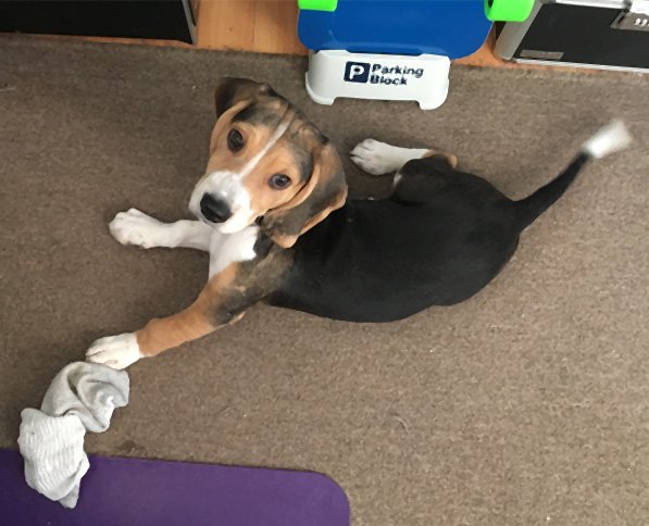 Studio3018's tweet photo. Custom #hoodie for #dogs now available. #GraphicDesign #heatpress #dogsoftwitter #beagle https://t.co/FLttp02MHV