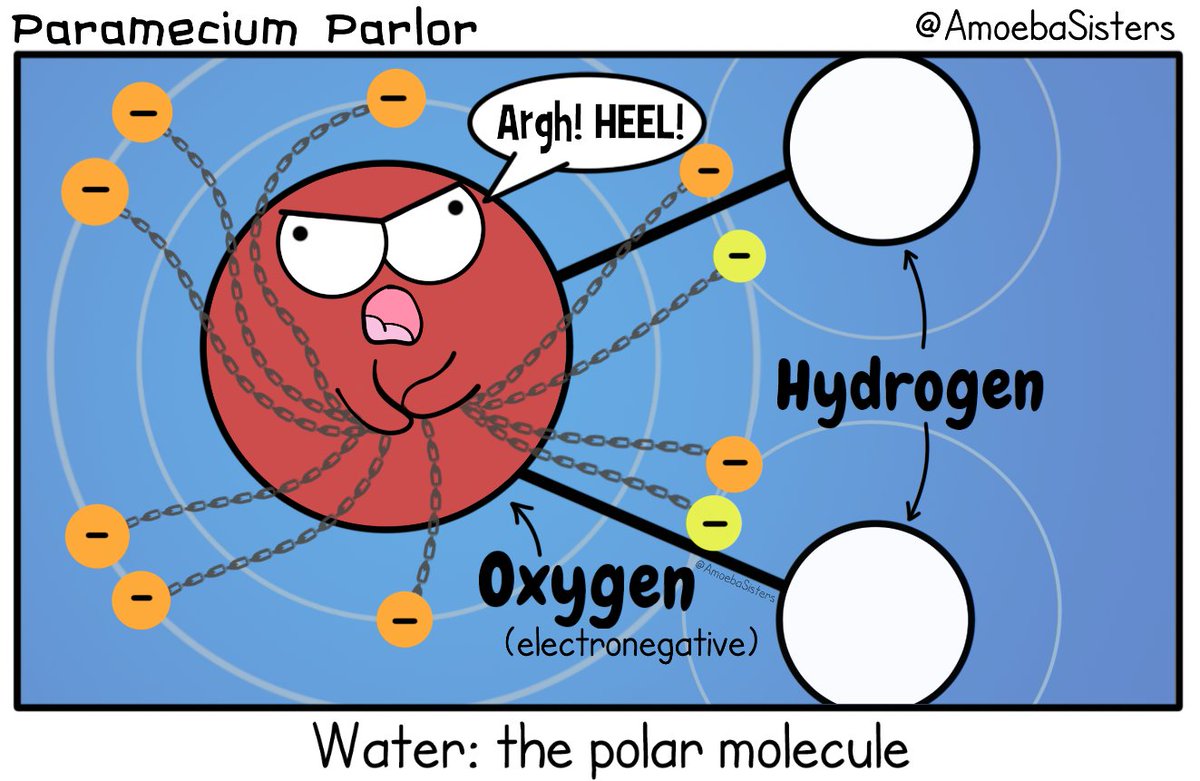AmoebaSisters's tweet photo. Water: the polar molecule.
(Comic from our properties of water video https://t.co/879sWCFh9n)
#scicomm #science #fipclass #sciencefunny https://t.co/OI4GwTdxWJ