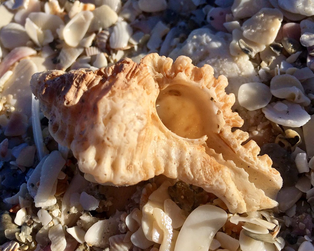 SWFLTV's tweet photo. Found this murex shell this morning at Delnor-Wiggins. @FLStateParks @ShareALittleSun #WigginsPass #MurexShell #NaplesFlorida #Seashell https://t.co/GxdV6J59J6