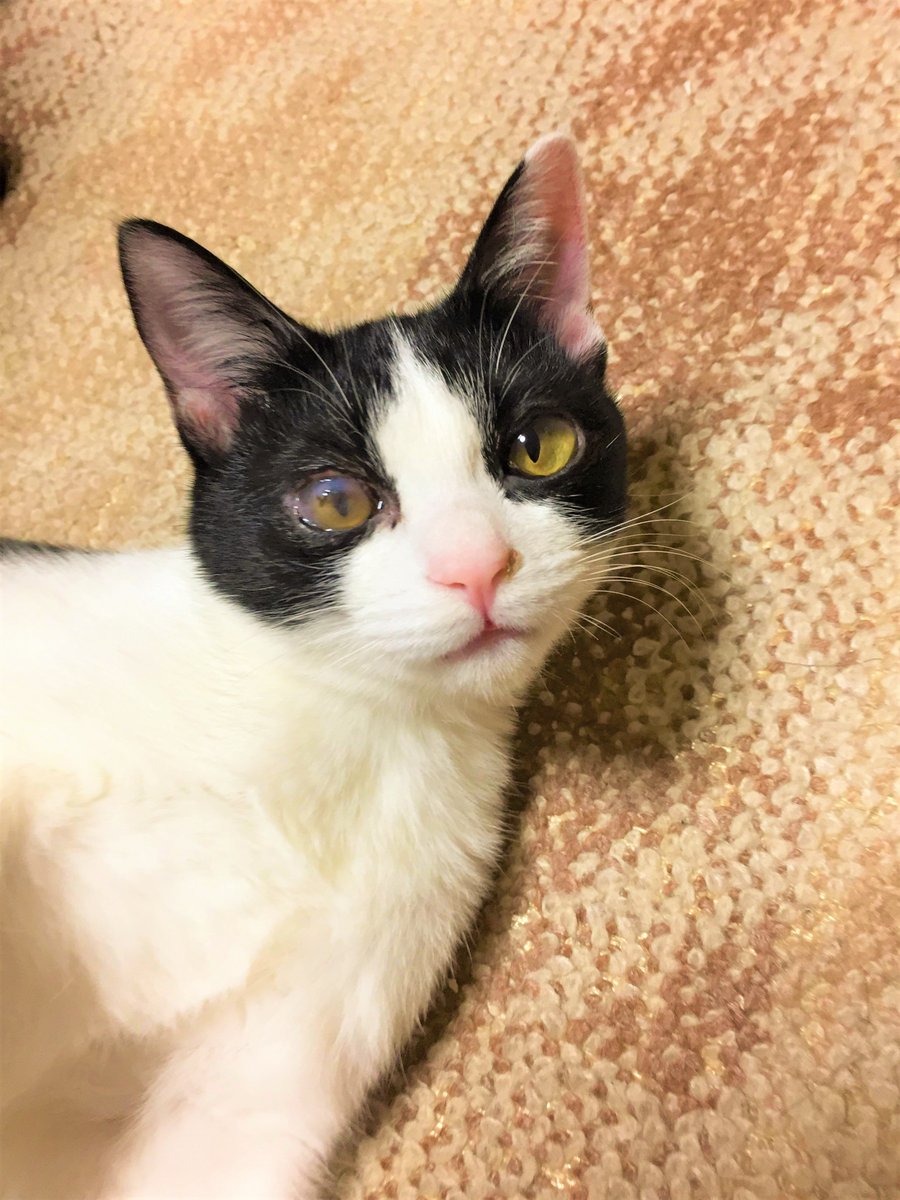 ミャウミャウ On Twitter 里親募集 癒しオーラあふれるハチワレちゃん Https T Co F6hi2y83rt 美猫ちゃんな上に甘えん坊なんて最高過ぎです ねこ 猫 Cat ネコ 里親募集 里親 ペット 命 三重県 京都府 大阪府 奈良県 ミャウミャウ Https T Co