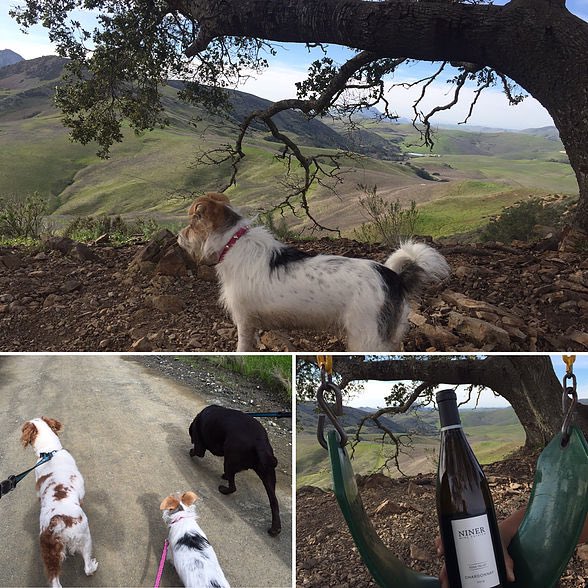 Taking the "Serenity Swing" Hike from Cal Poly... Visit theslolane.com for more information #theslolane