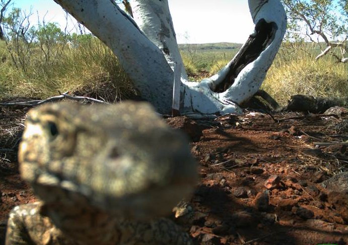 Judy_Dunlop's tweet photo. Perentie - australia's largest and most fearsome lizard, or just a showoff?#cameratrapabc - retrospective P addition @JamesBeissel?? #wildoz https://t.co/Bf5HzSybAT