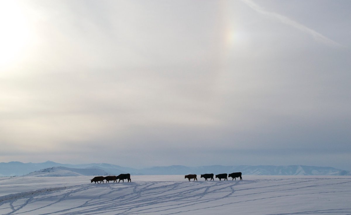 jessicatabish's tweet photo. Love this shot. A rainbow ring only appears around the sun here when it's really, really cold. | #montanamoment #waybelowzero #poorcows https://t.co/e5WYiRzQbH