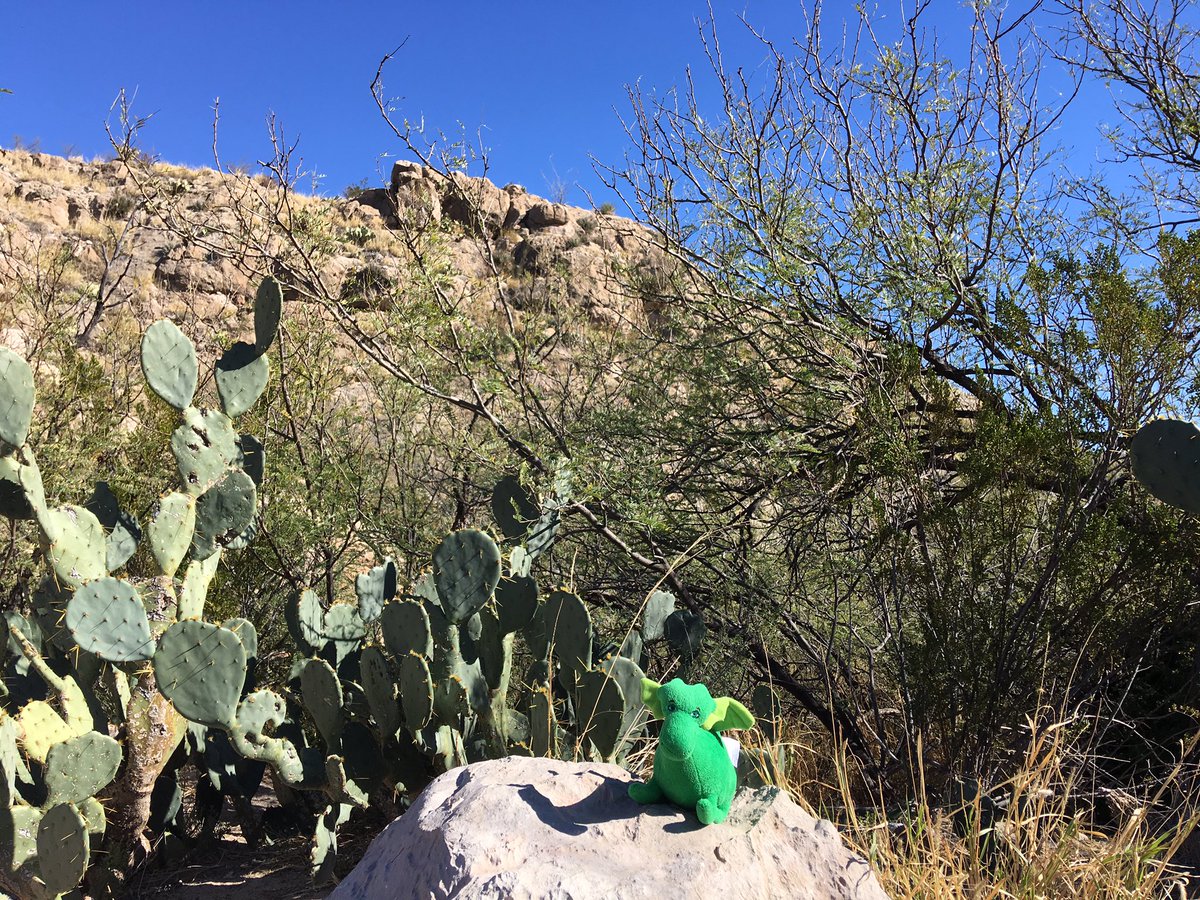 MrPuffMDragon's tweet photo. It's easy to travel to other countries with "alas" (that's Spanish for wings)! @BigBendNPS https://t.co/9xGYrsStvP