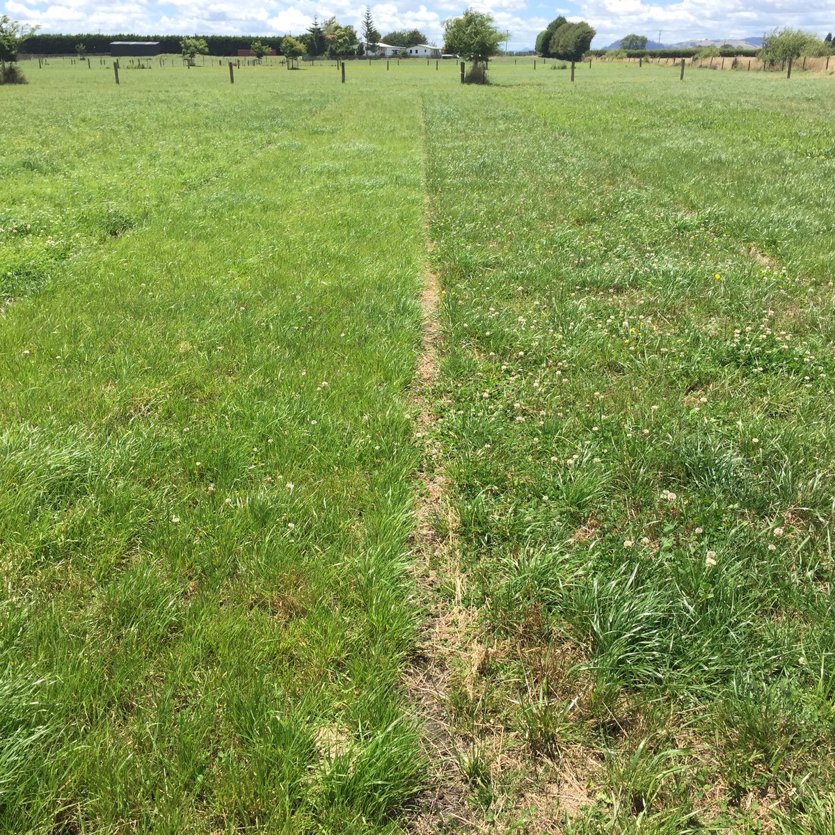 JCBarenbrugNZ's tweet photo. Left: hybrid ryegras with NEA endophyte. Right: uncertified Italian https://t.co/G8Nw1rO8mL seed is expensive feed! #Summerisjuststarting https://t.co/PwIyjFUgaE