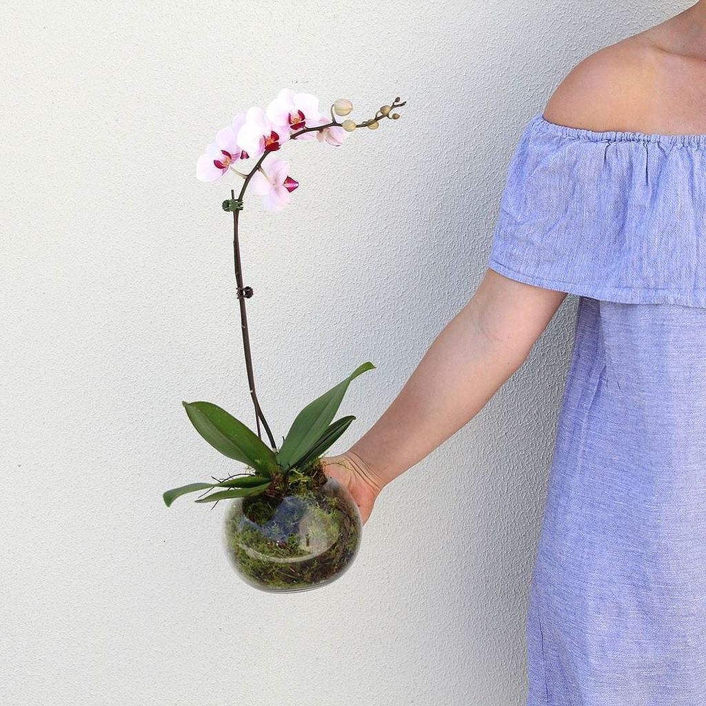 Elegant, tall and classic - orchids are a gorgeous decorative feature. 🌸 ift.tt/2jSrxT3