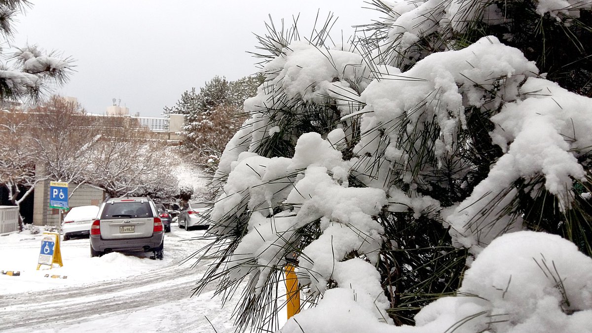 간밤에 내린 폭설로  제설작업  하느라 땀 좀
흘렸습니다.^^
나무에 내린 눈이 참 하얗습니다.