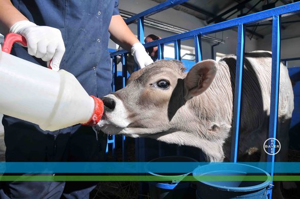 Крс это в сельском хозяйстве. Джерсейская порода крс. Сельское хозяйство овцеводство. Животноводство. Разведение сельскохозяйственных животных.