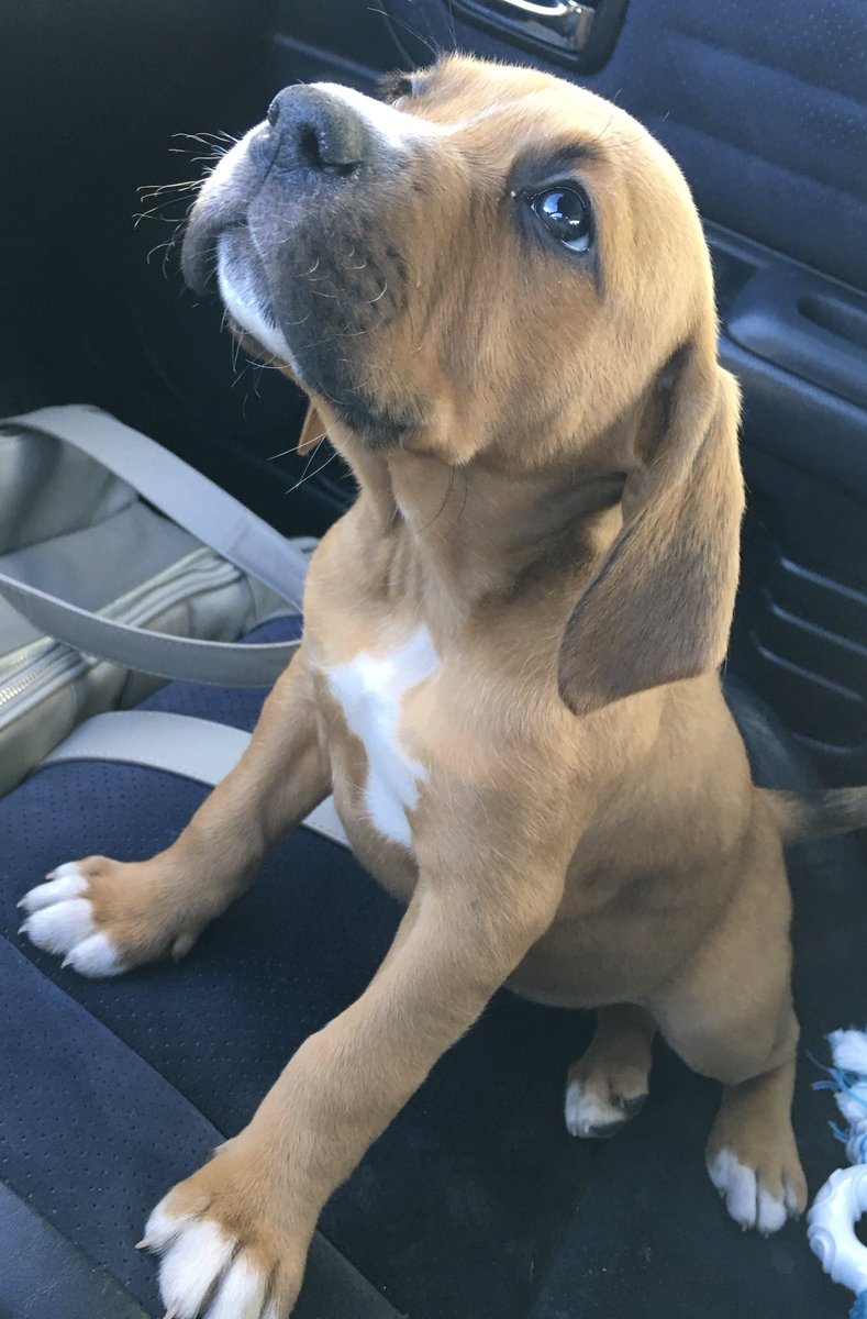 t_guhl's tweet photo. Two months and a 21 lb difference. 

🐶➡️🐕
#stopgrowing https://t.co/ePew8bgh1k