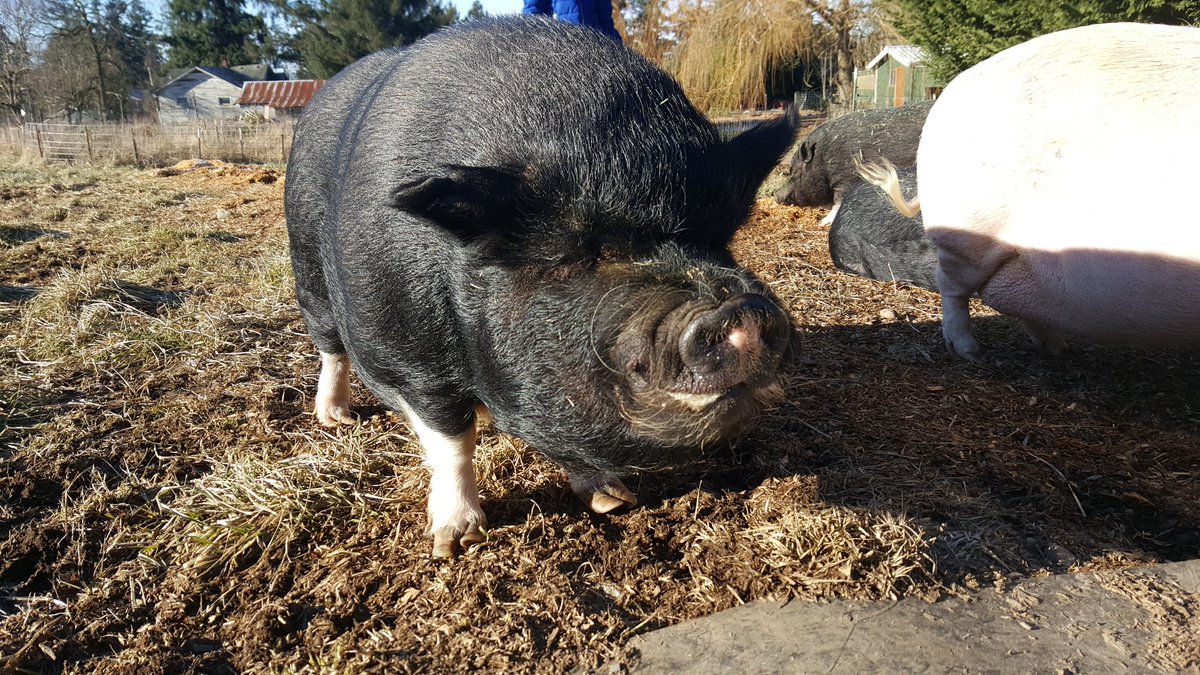 Pigs Peace Sanctuary tweet media
