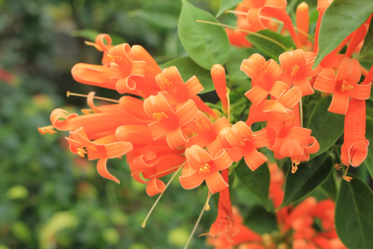 咲くやこの花館 鮮やかなオレンジ色の花が目を惹くこの植物は カエンカズラ 火焔葛 です 花の群れ咲く姿が炎のように見えることから名前が付いたそう また ハワイでは家の前に植えると 恋人と仲たがいするという迷信があるそうです O 家の前